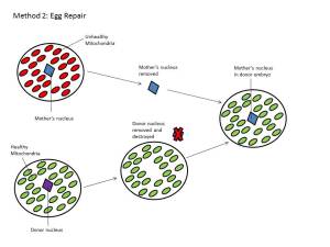 Egg repair