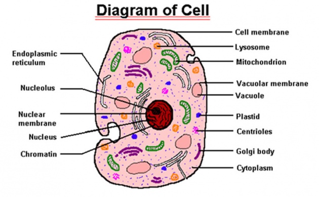 Diagram of a cell