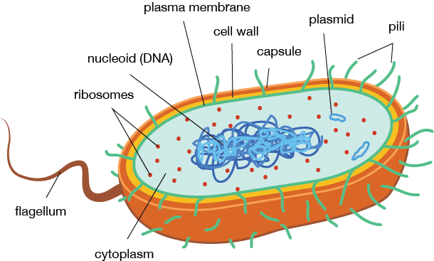 Bacteria-Cell-Structure